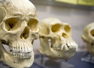 Ο πρώτος άνθρωπος ενδέχεται να ήταν Ευρωπαίος και όχι Αφρικανός