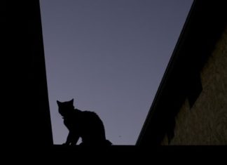 Πώς οι γάτες «κατέκτησαν» τον άνθρωπο μέσα σε 9.500 χρόνια