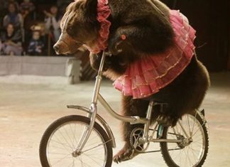 Αρκούδα έφυγε από τη σκηνή τσίρκου και έπεσε στο κοινό (video)