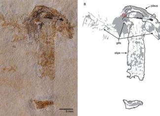 Βρέθηκε μανιτάρι από την εποχή των… δεινοσαύρων