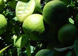 Ιδιότητες και γαστρονομικές χρήσεις της φλούδας του λεμονιού