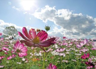 Τα φυτά έχουν «εγκεφάλους» που αποφασίζουν πότε να βλαστήσουν