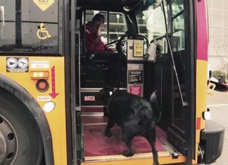 Σκύλος πηγαίνει μόνος του βόλτα με το λεωφορείο