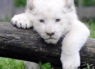 Πρώτα γενέθλια για το σπάνιο λευκό λιονταράκι της Βαγδάτης (video)