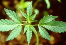 Η ΚΥΠΡΟΣ ΑΝΟΙΓΕΙ ΤΟ ΔΡΟΜΟ ΓΙΑ ΚΑΛΛΙΕΡΓΕΙΑ ΚΑΙ ΔΙΑΘΕΣΗ ΙΑΤΡΙΚΗΣ ΚΑΝΝΑΒΗΣ