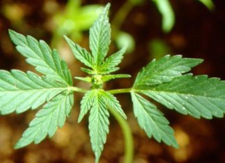 Η ΚΥΠΡΟΣ ΑΝΟΙΓΕΙ ΤΟ ΔΡΟΜΟ ΓΙΑ ΚΑΛΛΙΕΡΓΕΙΑ ΚΑΙ ΔΙΑΘΕΣΗ ΙΑΤΡΙΚΗΣ ΚΑΝΝΑΒΗΣ