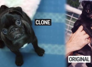 Κλωνοποίηση σκύλων κατά παραγγελία