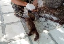 Νεκρή βρέθηκε κυοφορούσα βίδρα στην Καστοριά