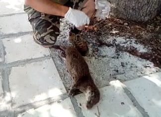 Νεκρή βρέθηκε κυοφορούσα βίδρα στην Καστοριά