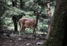 Δέκα χρόνια μετά – υπάρχει ζωή στην Πάρνηθα;
