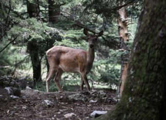 Δέκα χρόνια μετά – υπάρχει ζωή στην Πάρνηθα;