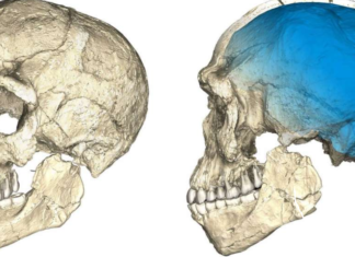 Οι πατριάρχες των Homo sapiens