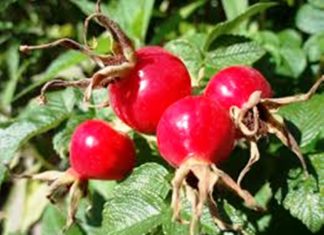 Πώς να φτιάξετε τους καρπούς της δική σας αγριοτριανταφυλλιάς