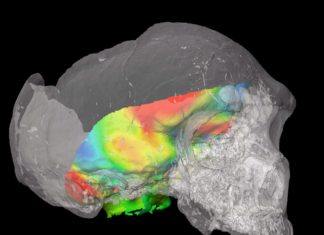 Ανακαλύπτοντας τον διακόπτη του εγκεφάλου