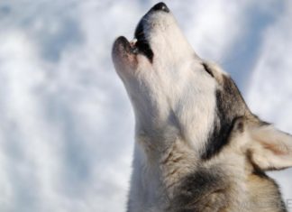 Η Amazon θέλει να πουλήσει συσκευές που μετατρέπουν γαβγίσματα σε… λέξεις!