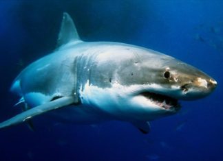 Drones με τεχνητή νοημοσύνη για εντοπισμό καρχαριών σε παραλίες της Αυστραλίας