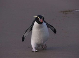 Το νέο ταξίδι του πιγκουίνου που βρέθηκε χτυπημένος 2.000 χλμ. μακριά από το σπίτι του