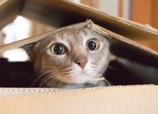 Νόμπελ επιστήμης Ig για την επιρροή των κροκοδείλων στα τυχερά παιγνίδια