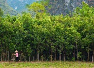Κίνα: «Πράσινο Σινικό Τείχος» από δέντρα για την καταπολέμηση της ερημοποίησης