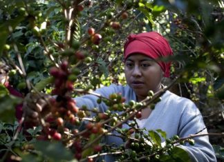 Μείωση της παραγωγής και αύξηση της τιμής του καφέ εξαιτίας της κλιματικής αλλαγής
