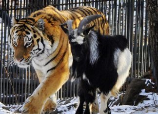 Oταν ο τίγρης Αμούρ έπαιξε μπάλα με τον τράγο Τιμούρ