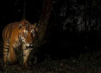 Οι άγριες τίγρεις επιστρέφουν -70 χρόνια μετά- στο Καζακστάν