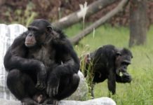 Ουγκάντα: Δυσπλασίες σε πιθήκους συνδέονται με τη χρήση φυτοφαρμάκων