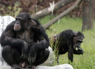 Ουγκάντα: Δυσπλασίες σε πιθήκους συνδέονται με τη χρήση φυτοφαρμάκων