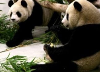 Γερμανία: Sex Therapy για ένα πάντα που περπατά ανάποδα