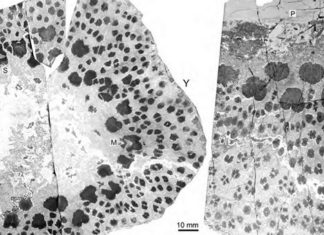 Πανάρχαιο απολίθωμα αποκαλύπτει δένδρα πιο περίπλοκα από τα σημερινά