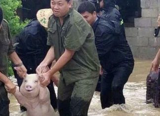 Γουρουνάκι σκορπάει χαμόγελα στους διασώστες του!