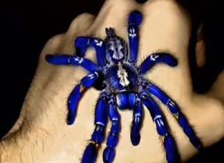 Η μπλε ταραντούλα στην Κόκκινη Λίστα – Κινδυνεύει με εξαφάνιση