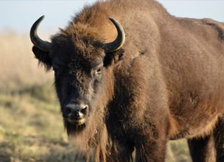 Σκοτώθηκε ο πρώτος αγριοβούβαλος που εθεάθη στη Γερμανία μετά από 250 χρόνια