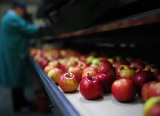 ΗΠΑ: Γενετικά τροποποιημένα μήλα που δεν αποκτούν καφέ χρώμα όταν κόβονται