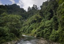 Η Νορβηγία η πρώτη χώρα στον κόσμο που δεσμεύεται για μηδενική αποψίλωση δασών