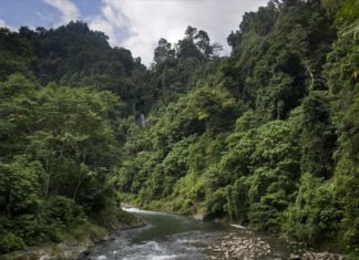 Η Νορβηγία η πρώτη χώρα στον κόσμο που δεσμεύεται για μηδενική αποψίλωση δασών