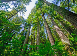 Βραζιλία: Πρόγραμμα φύτευσης 73 εκατομμυρίων δέντρων