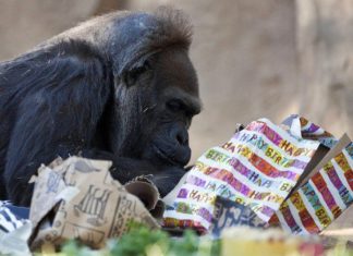 Πέθανε ένας από τους γηραιότερους γορίλες στον κόσμο
