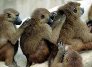 Εκκενώθηκε ζωολογικός κήπος στο Παρίσι, δραπέτευσαν 50 μπαμπουίνοι