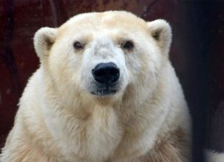Πέθανε σε ηλικία-ρεκόρ η Αμντέρμα, η γηραιότερη πολική αρκούδα της Ρωσίας