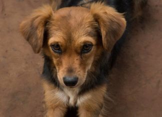 Έντονες αντιδράσεις για την τροπολογία για τα αδέσποτα