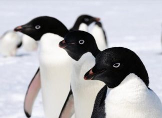 Ανακάλυψη τεράστιας αποικίας 1,5 εκατομμυρίων πιγκουίνων στην Ανταρκτική