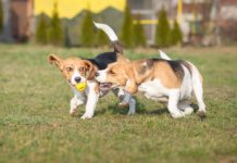 Η Κρήτη απέκτησε το πρώτο πάρκο για σκύλους (εικόνες)