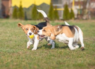 Η Κρήτη απέκτησε το πρώτο πάρκο για σκύλους (εικόνες)