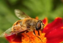 Απίστευτο κι όμως αληθινό: Οι μέλισσες μπορούν να κατανοήσουν το… μηδέν