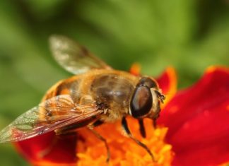 Απίστευτο κι όμως αληθινό: Οι μέλισσες μπορούν να κατανοήσουν το… μηδέν