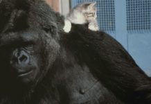 ΗΠΑ: Πέθανε η Κόκο, η γοριλλίνα που μιλούσε τη νοηματική