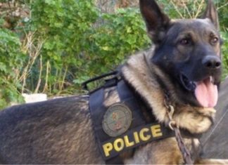 Βρήκε πάλι τέσσερα κιλά χασίς η σκυλίτσα «Vamma»