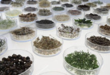 Τα 6.500 βότανα, μπορούν να γίνουν η νέα βαριά βιομηχανία της χώρας