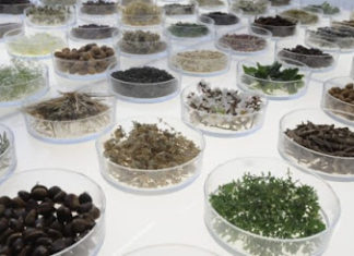 Τα 6.500 βότανα, μπορούν να γίνουν η νέα βαριά βιομηχανία της χώρας